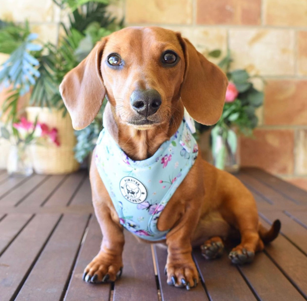 Spring Butterfly - Adjustable Harness - End Of Line