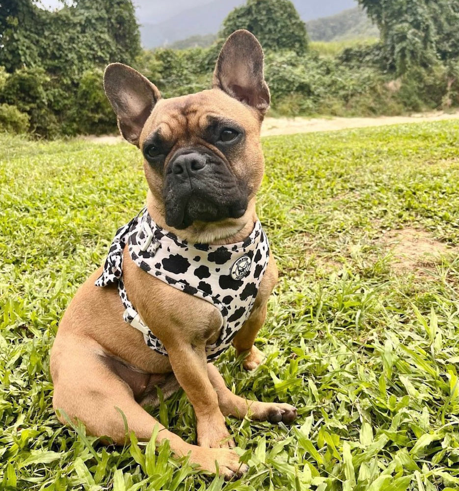 Moo Moo - Bow Tie - End Of Line