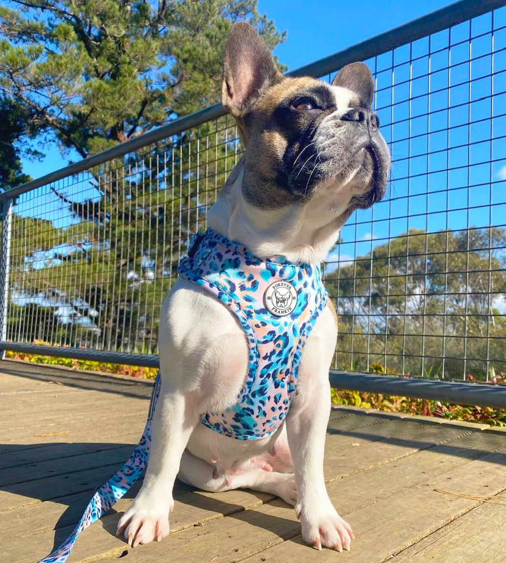 Jungle Fever - Adjustable Harness