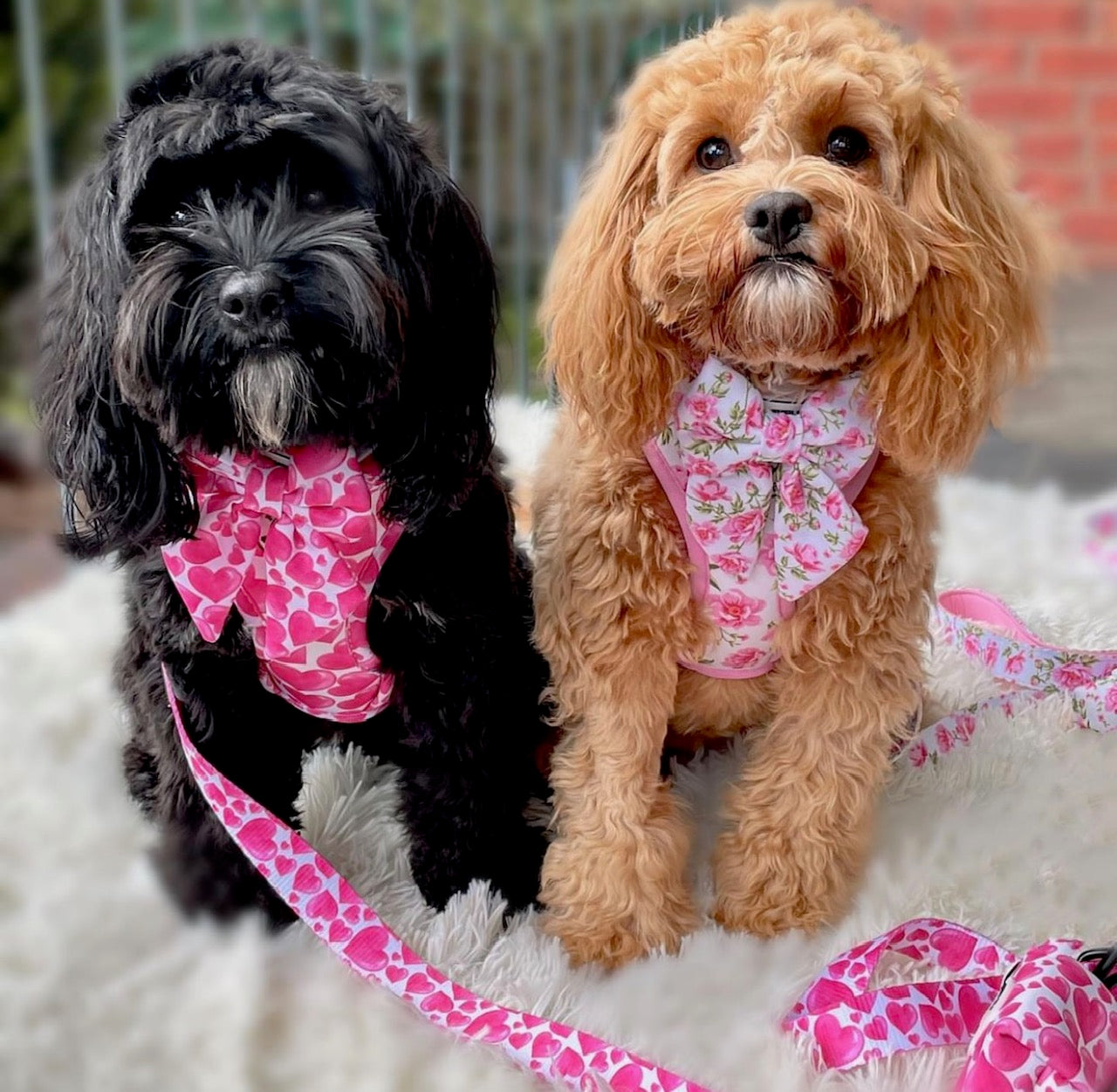 Sweethearts - Adjustable Harness