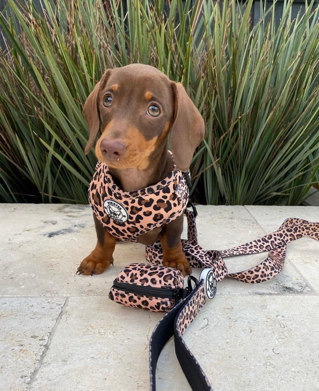 Born to be Wild - Adjustable Harness