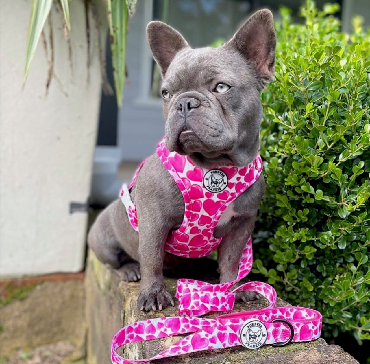 Sweethearts - Adjustable Harness