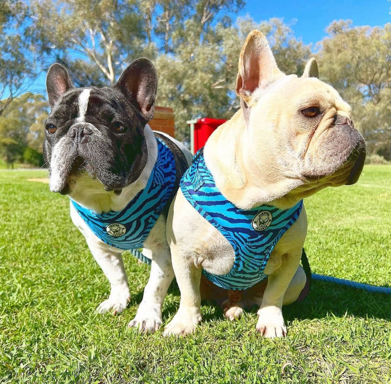 Safari Blues - Adjustable Harness - End Of Line