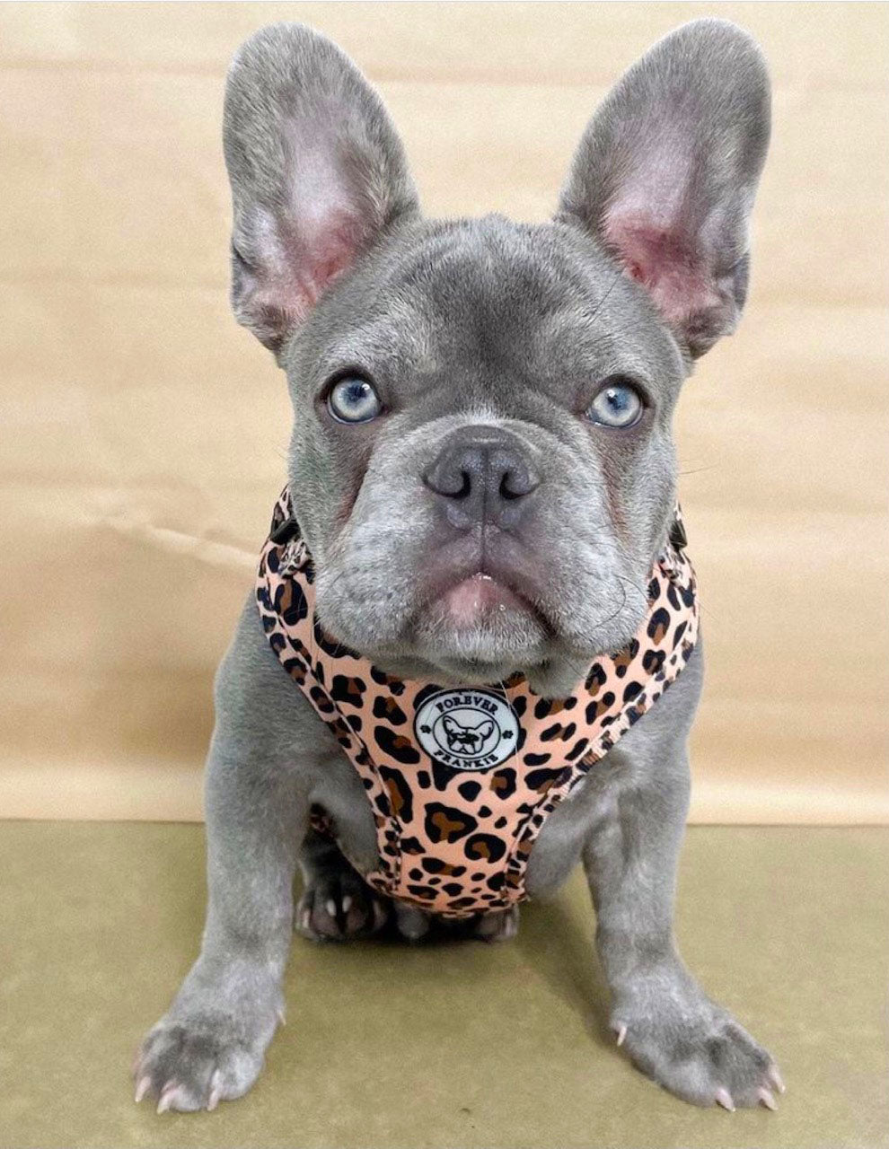 Born to be Wild - Adjustable Harness