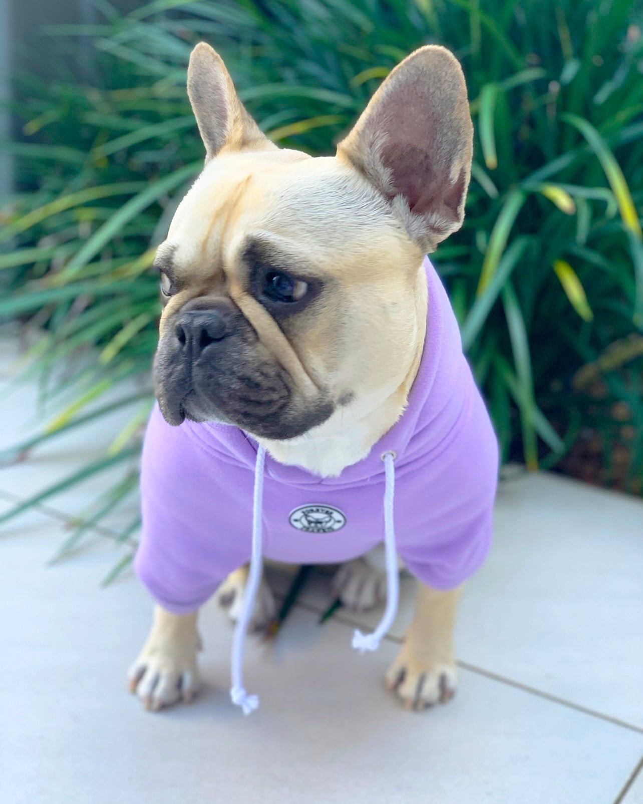 Lavender Purple - Dog Hoodie