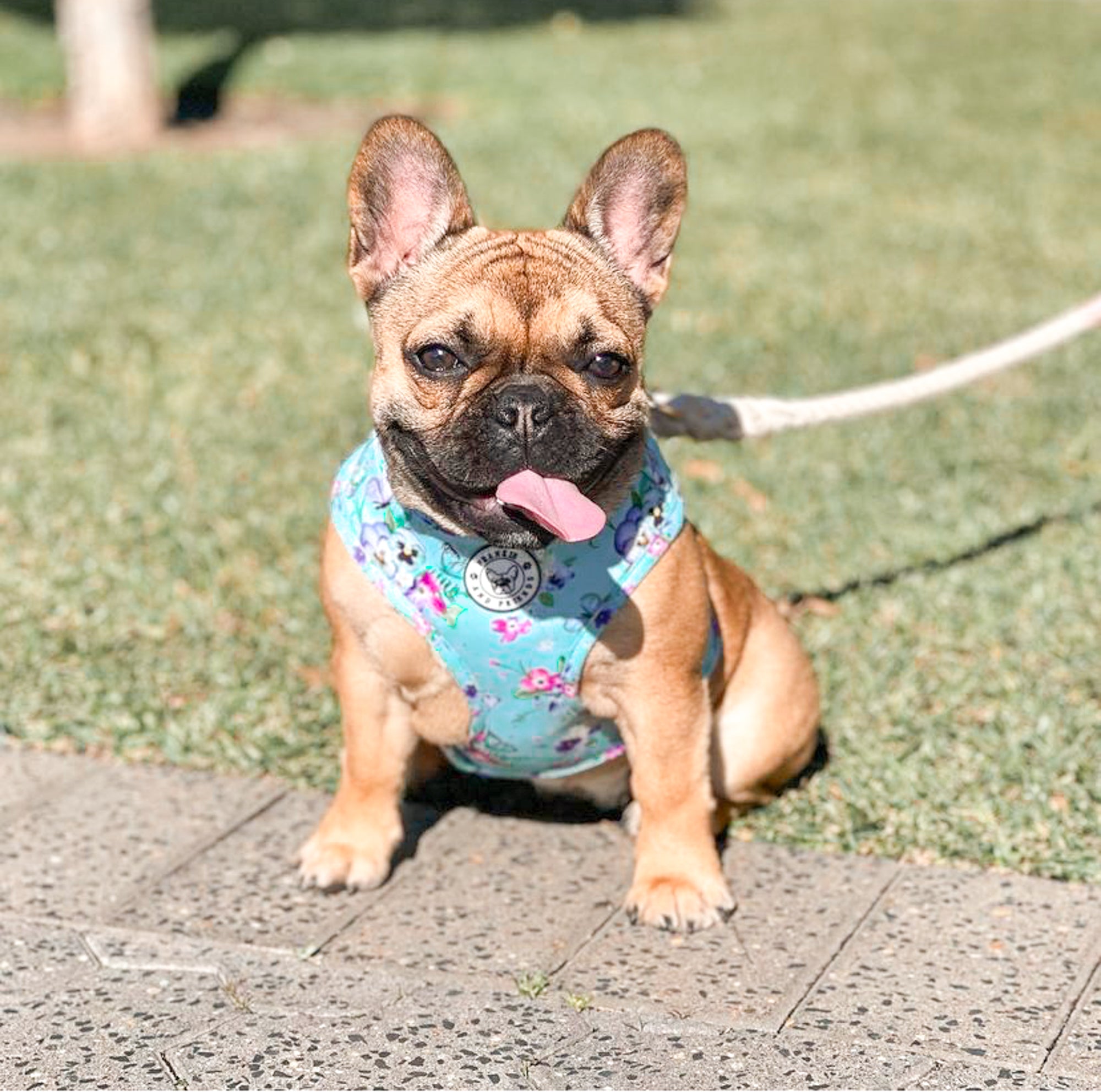 Spring Butterfly - Adjustable Harness - End Of Line