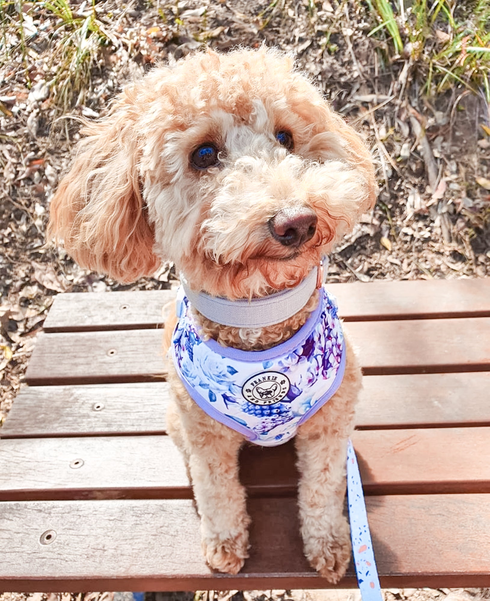 Purple Floral - Adjustable Harness - End of Line