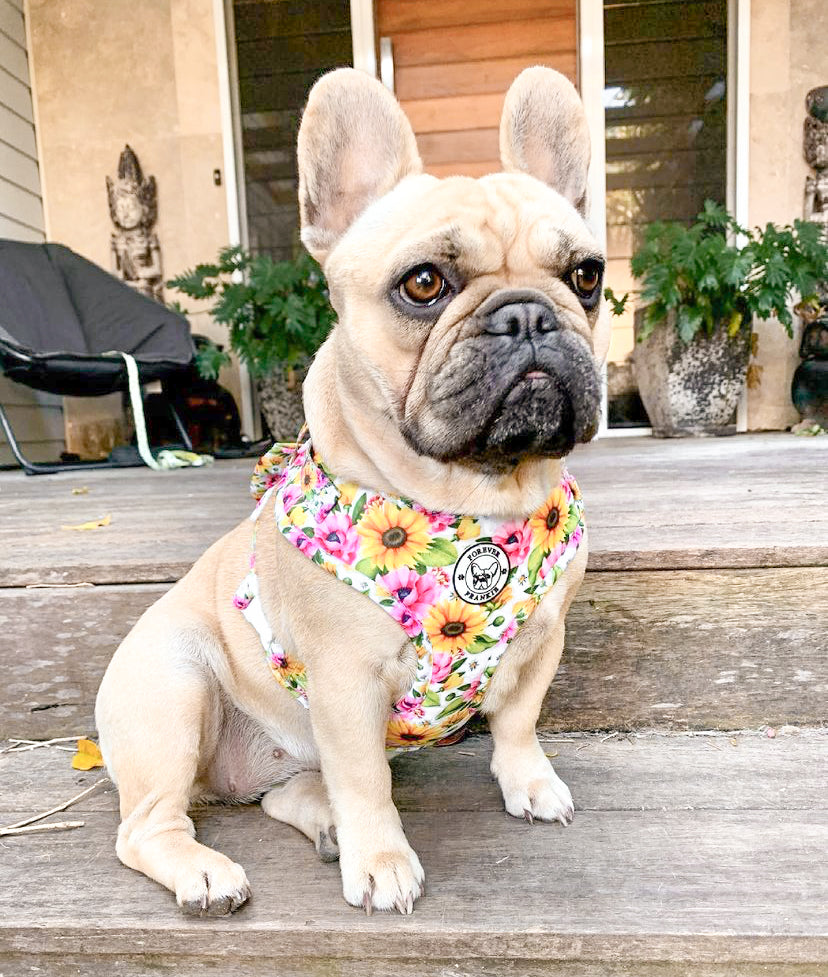 Heavenly Sunflower - Adjustable Harness