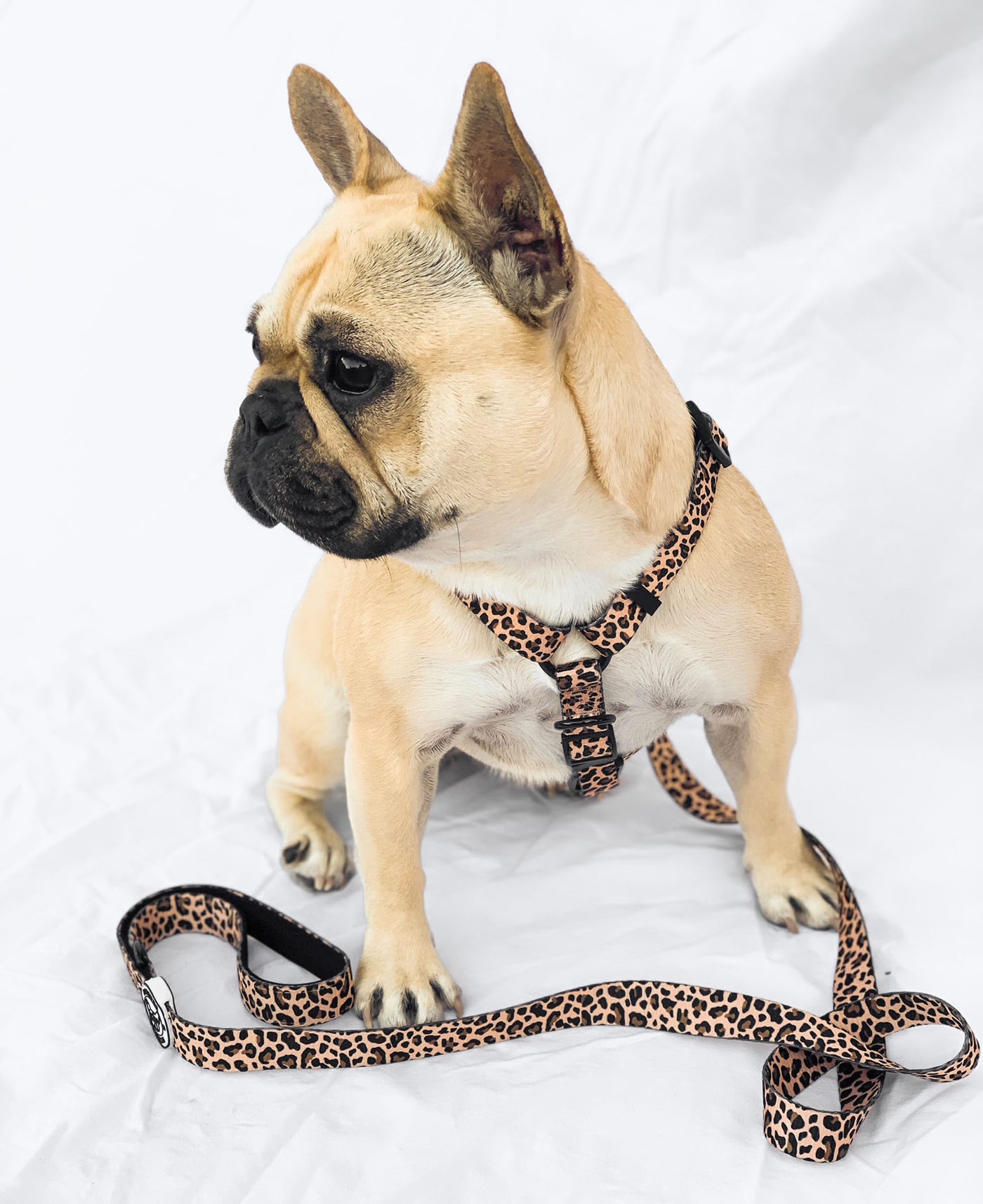 Born to be Wild - Strap Harness