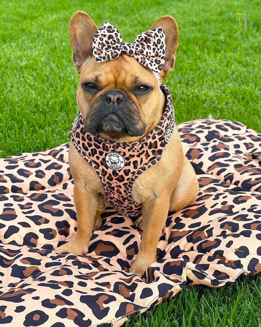 Born To Be Wild - Bow Tie