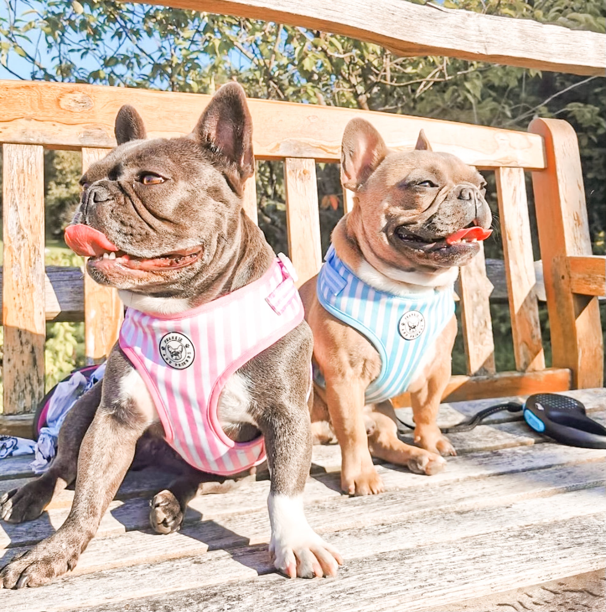 Blue Candy Stripe - Adjustable Harness - End of Line