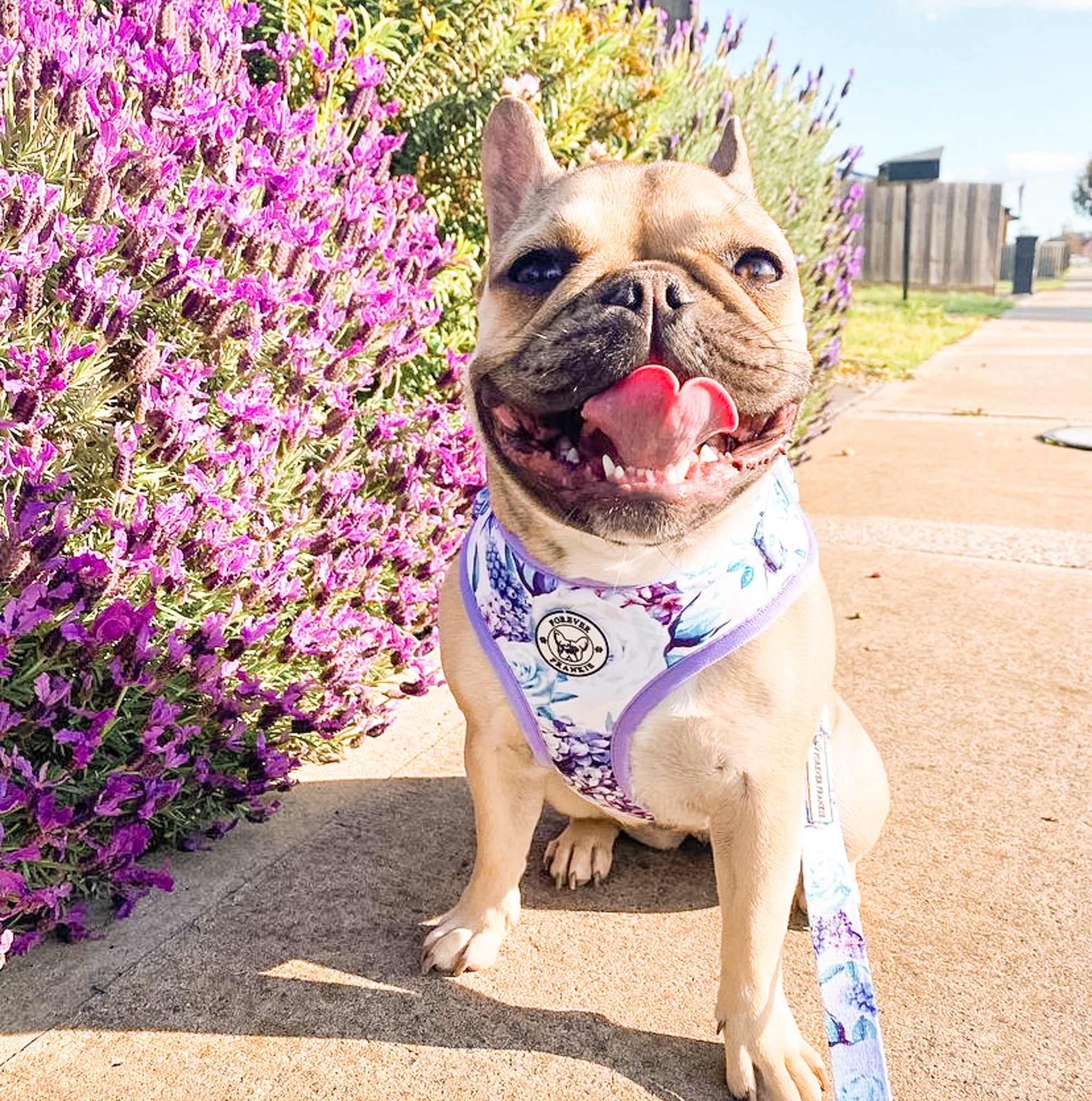 Purple Floral - Adjustable Harness - End of Line