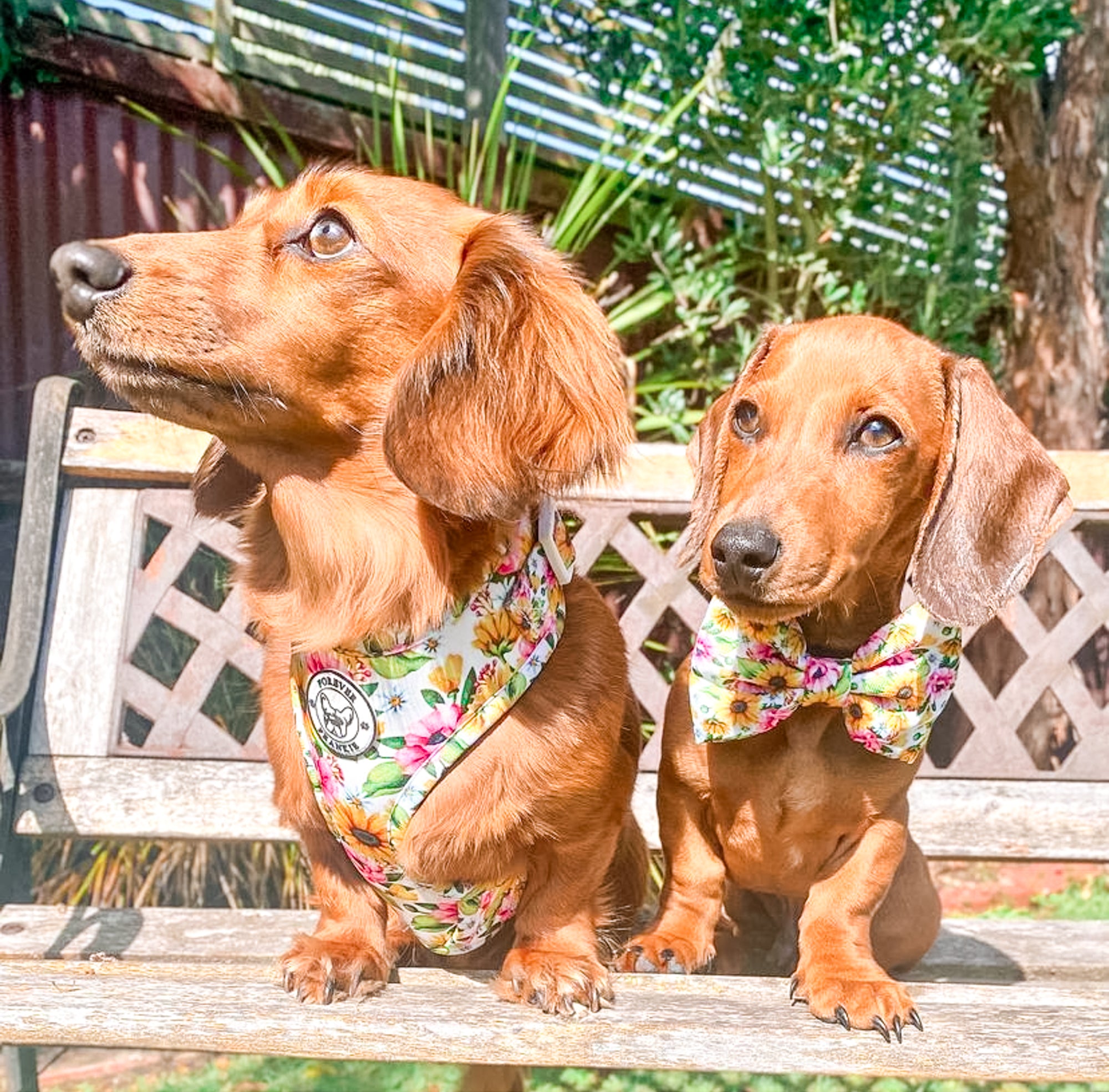 Heavenly Sunflower - Adjustable Harness