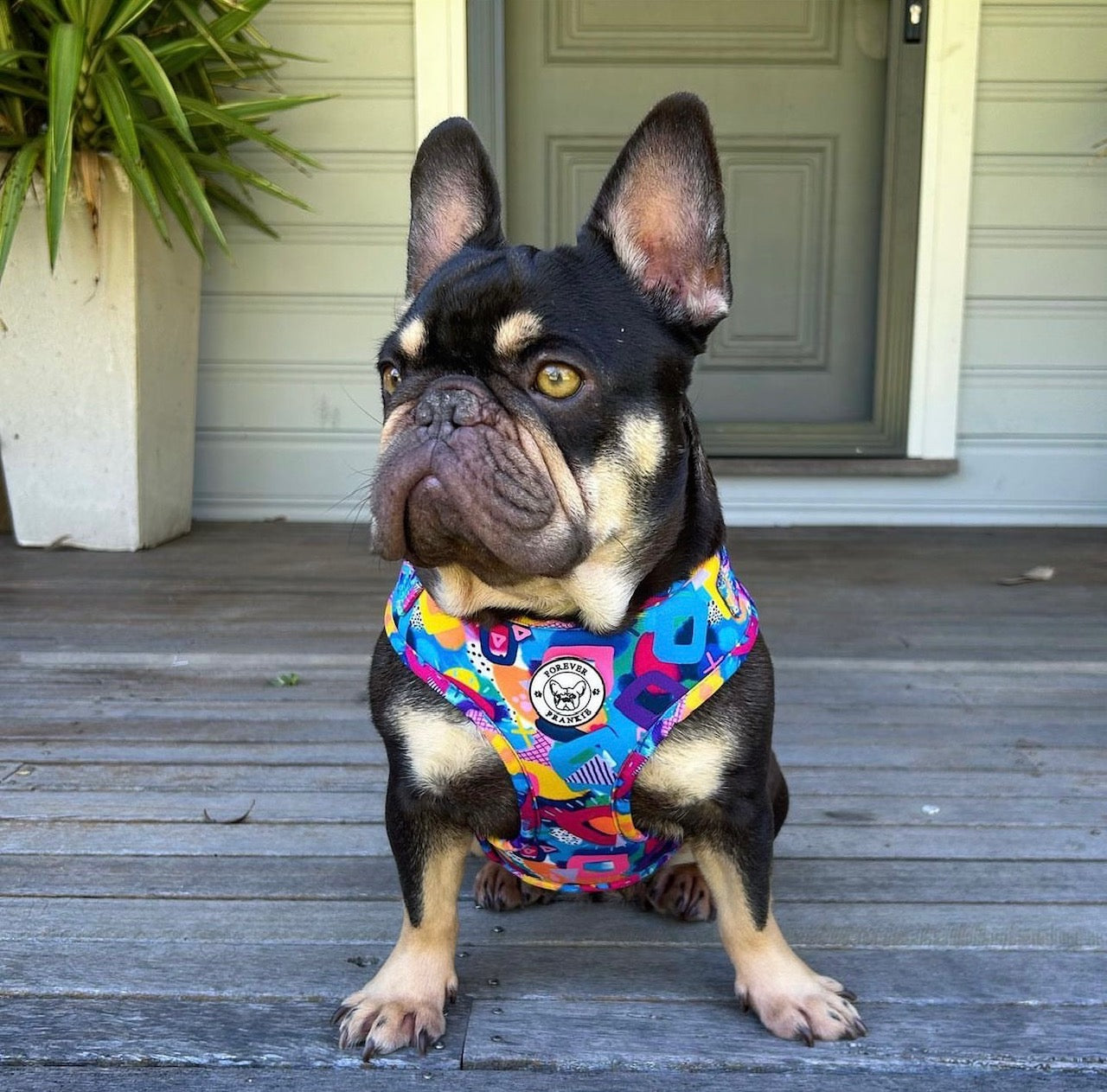 Geometric Splash - Adjustable Harness - End Of Line