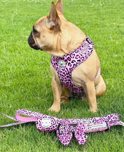 Leopard Print Dog Harness Leopard Print Harness Dog Top