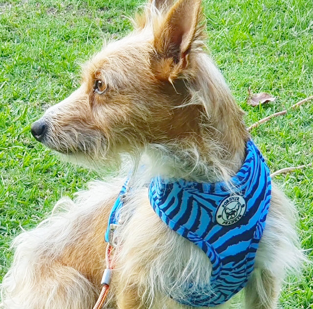 Safari Blues - Adjustable Harness - End Of Line