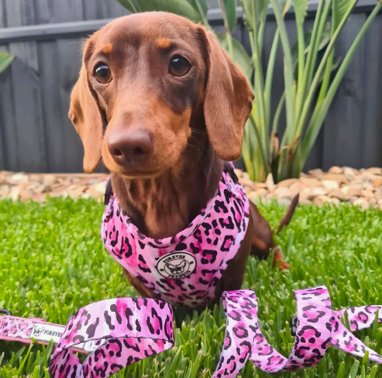 Pink Leopard - Adjustable Harness