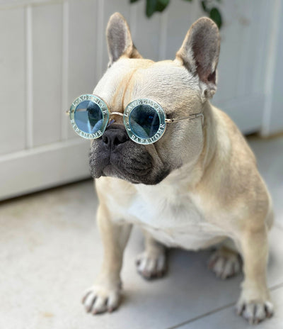 Dog Fashion SunGlasses - Blue.