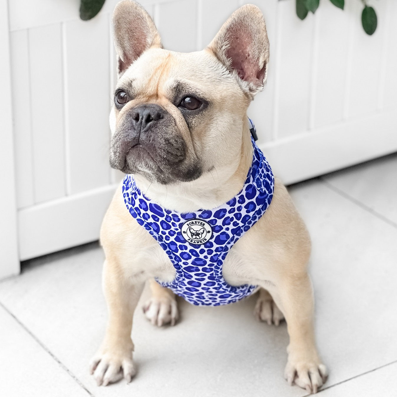 Purple Wild Thing - Adjustable Harness - End Of Line