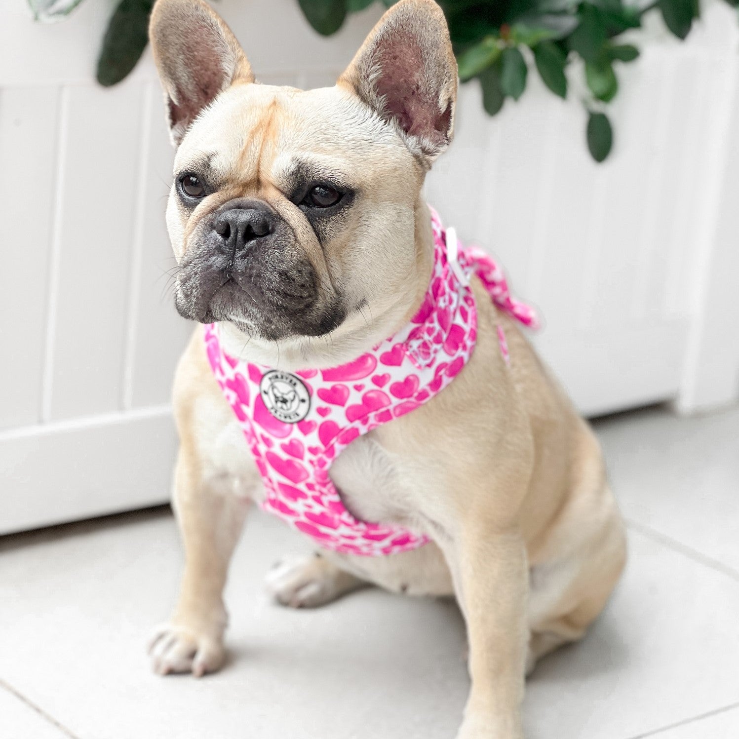 Sweethearts - Adjustable Harness