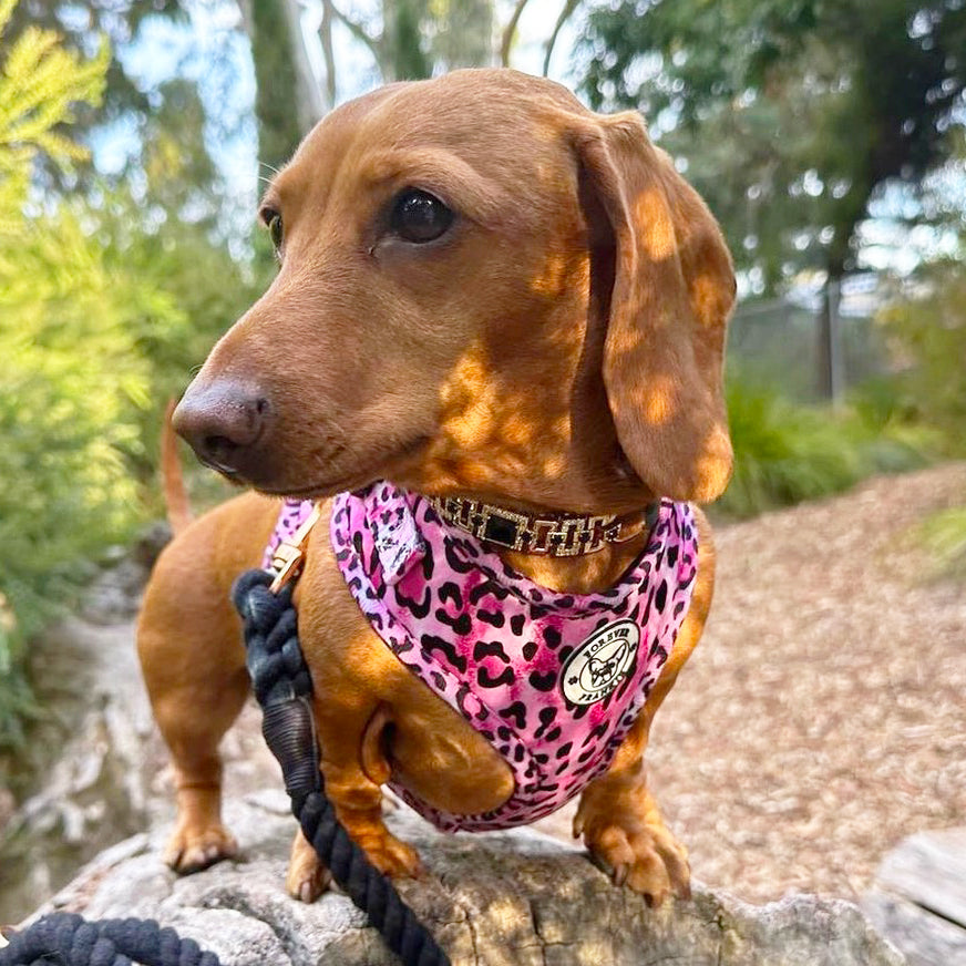 Pink Leopard - Adjustable Harness