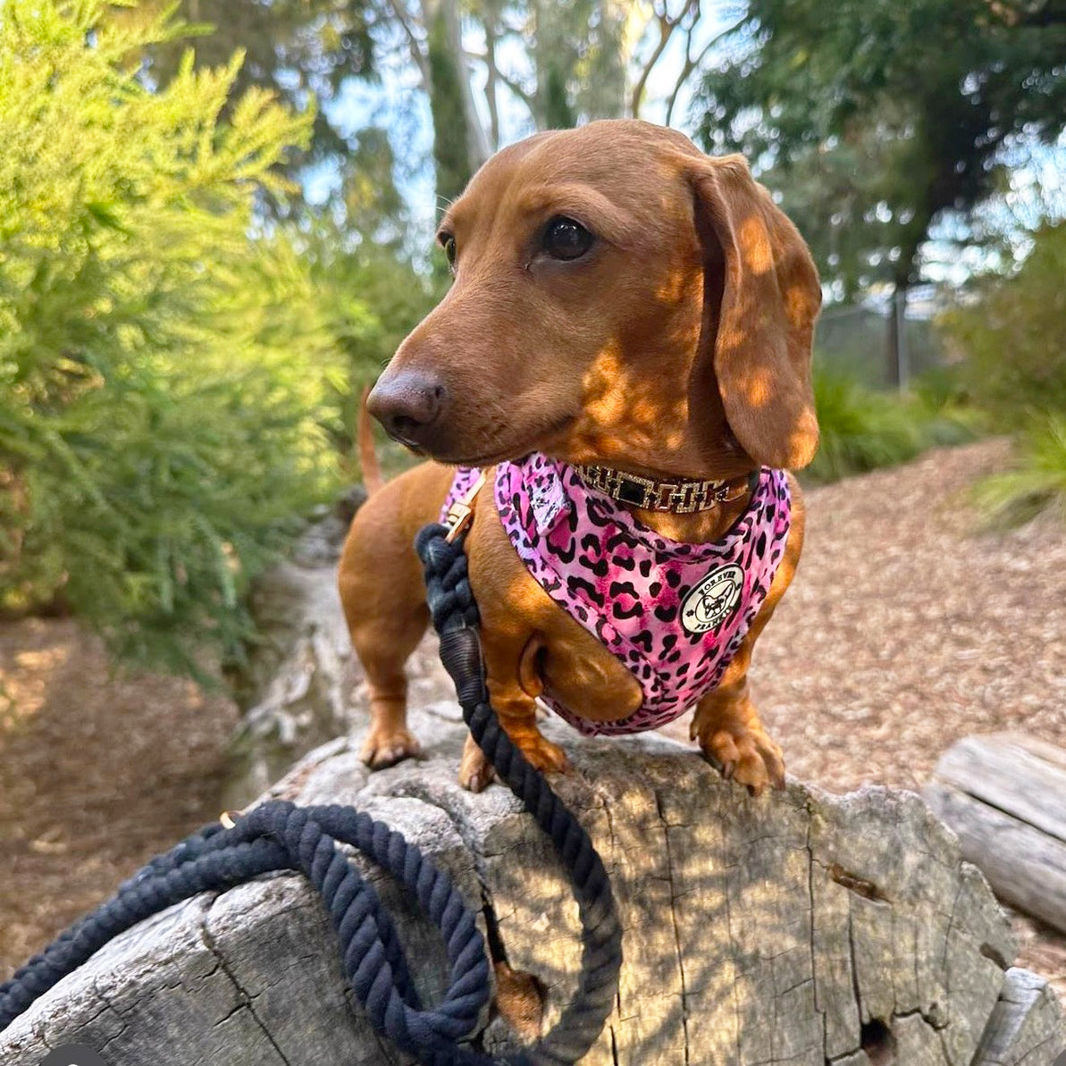 Midnight Black - Rope Dog Lead