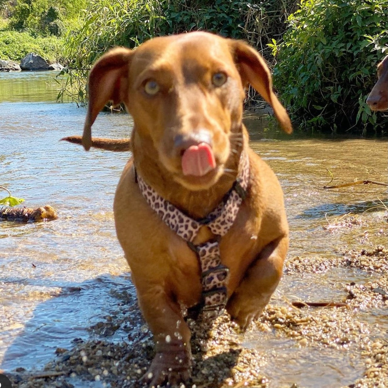 Born to be Wild - Strap Harness