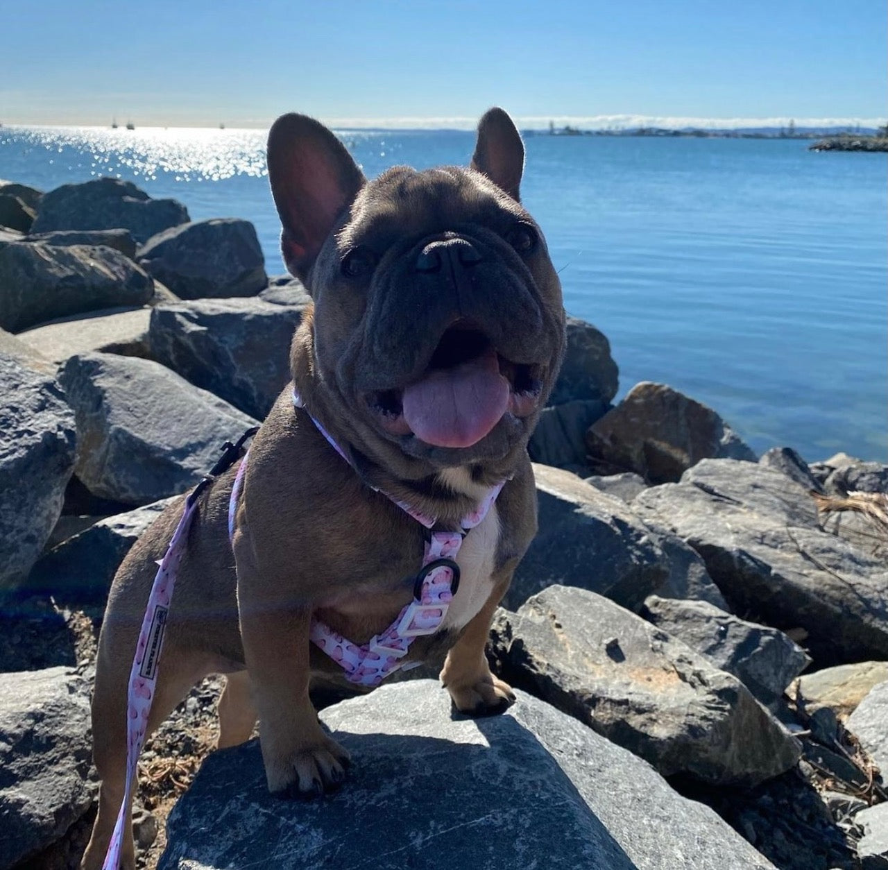 Butterfly Kisses - Strap Harness - End of Line