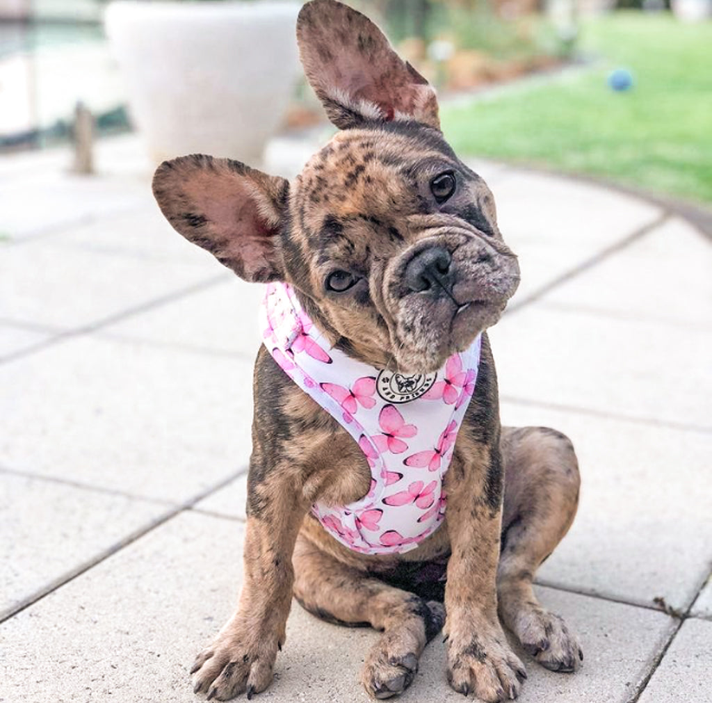 Butterfly Kisses - Adjustable Harness