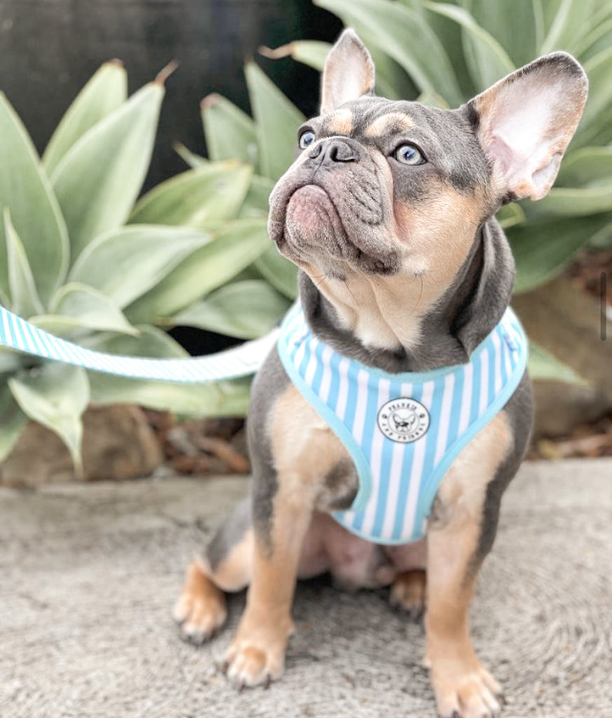 Blue Candy Stripe - Adjustable Harness - End of Line