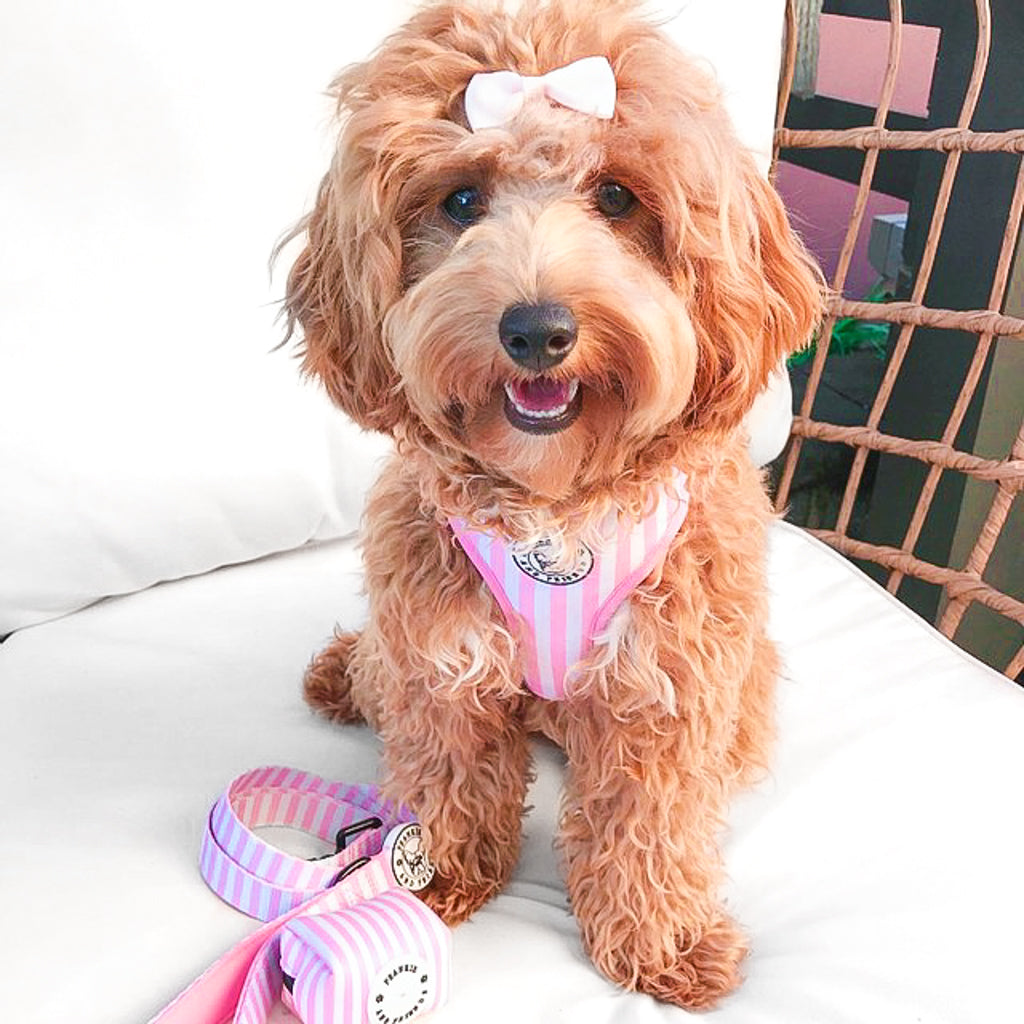 Pink Candy Stripe - Adjustable Harness